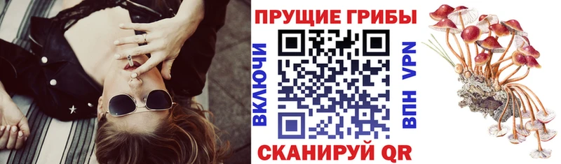 Галлюциногенные грибы Cubensis  Купить  Белоусово 